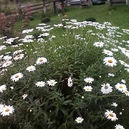 Tatil Evi Milka Kremna