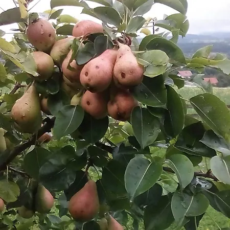 Milka * Kremna